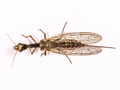 Xanthostigma xanthostigma